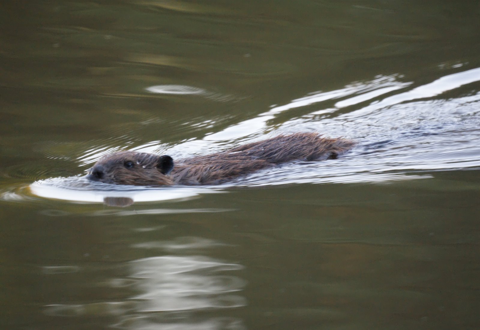 Lake Nelson Beavers New Jersey Bird Photos