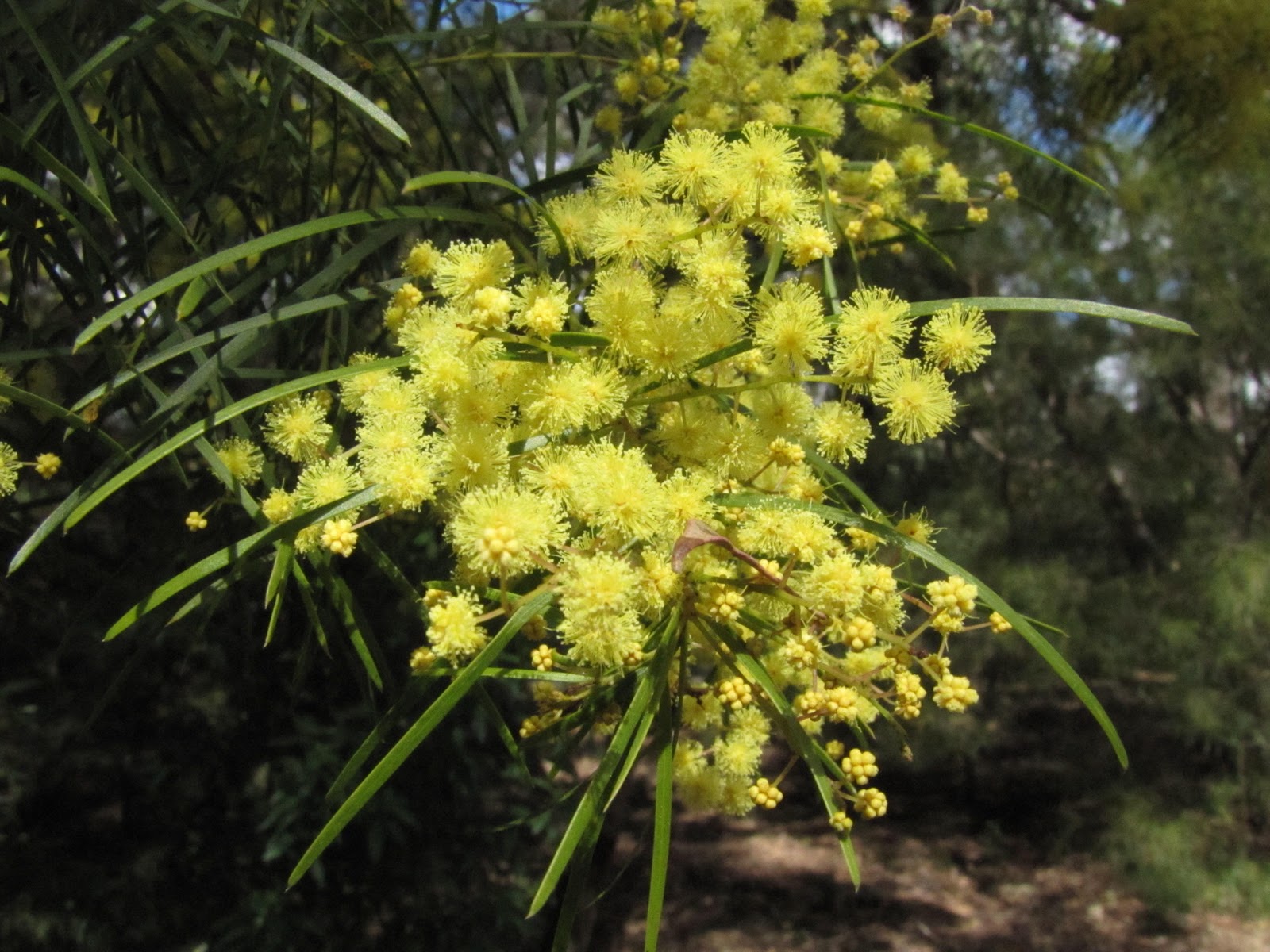 Brisbane Adventures What a load of Wattle!
