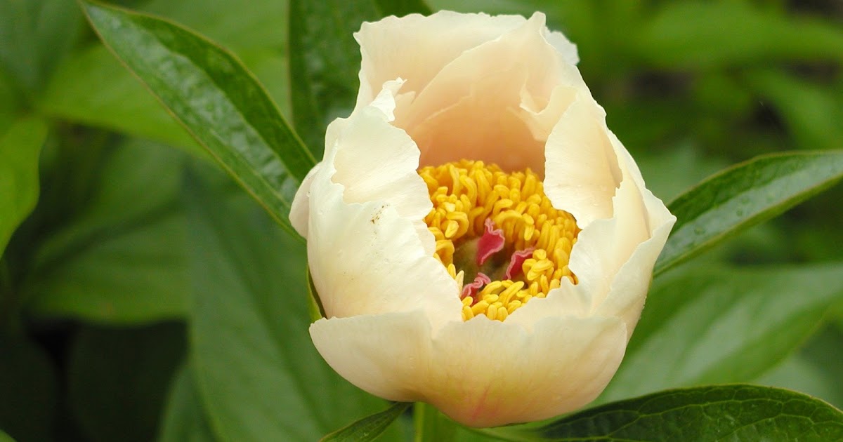 Good Scents Gardens Cutting Peonies