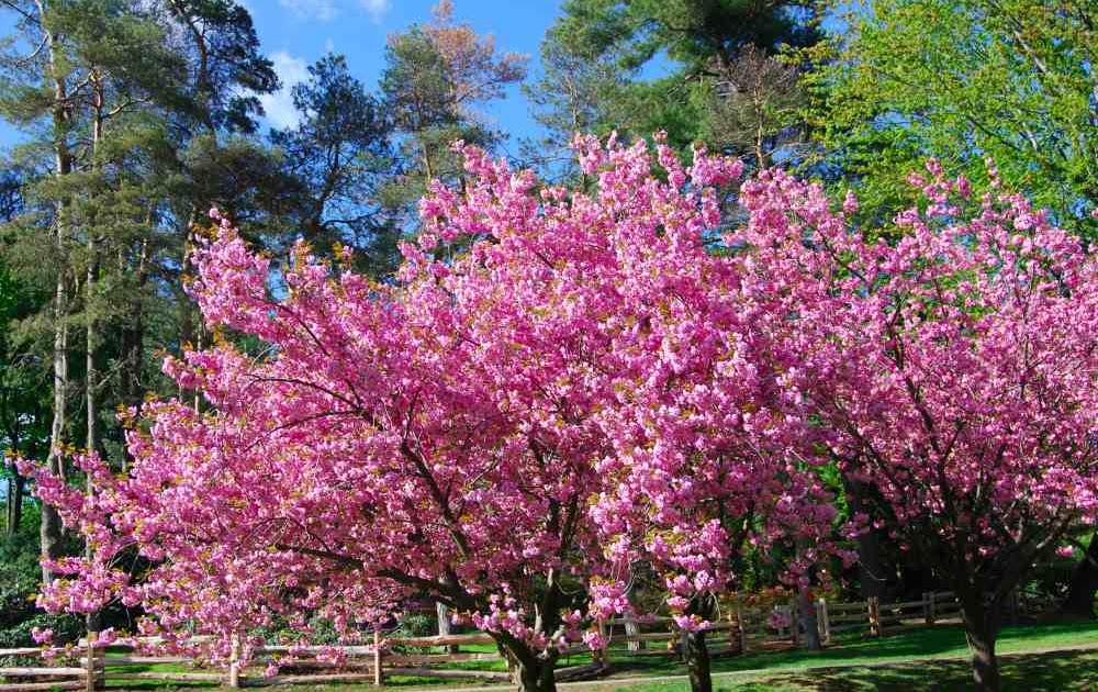 Cherry Tree: Japanese Cherry Trees In Bloom