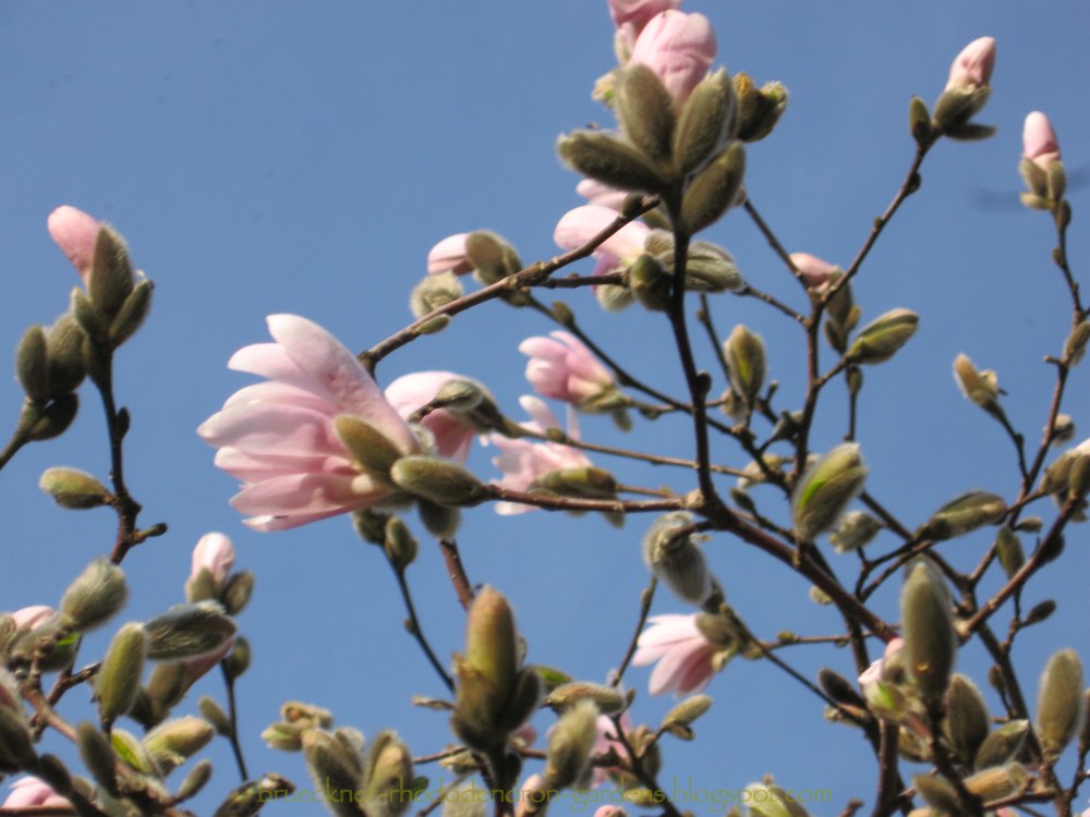 magnolia tree in bloom. Magnolia Tree - Brueckner