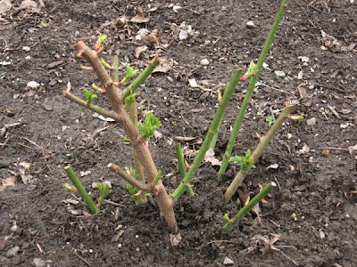 Trimming Rose Bushes