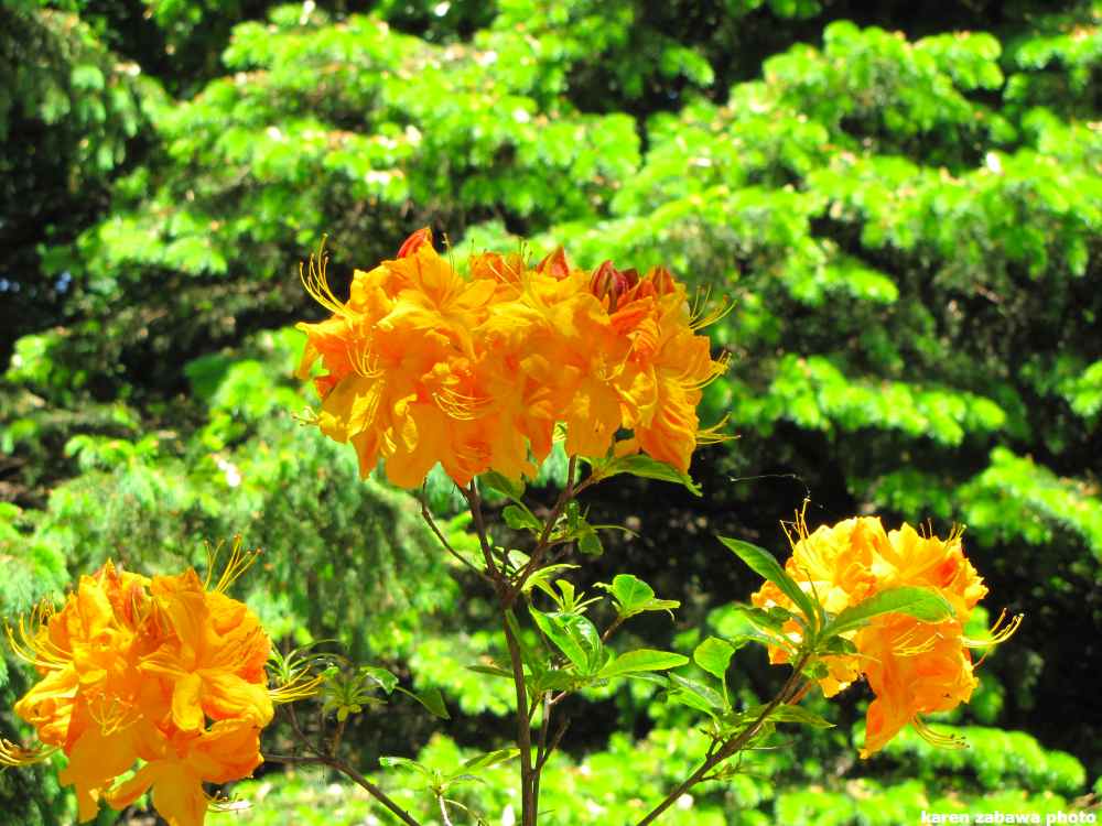 Yellow Azalea Bush
