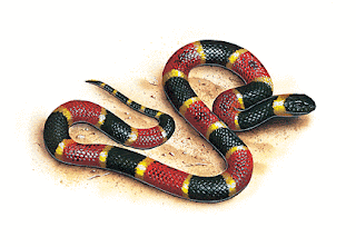 Snake Wallpapers