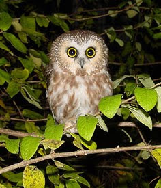 miniature owl