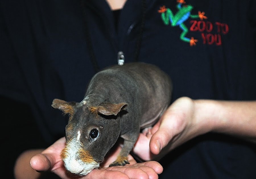 Your Average Joe The house hippo is real!