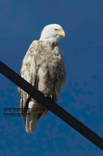 Leucistic Bald Eagle