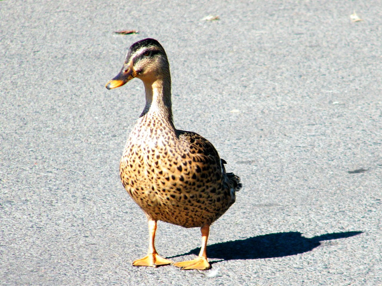 Waddle Duck