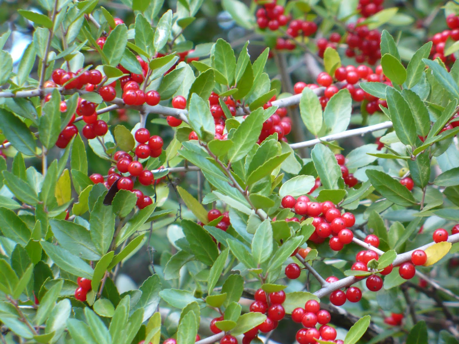 Brenda's "Texas Wild" Garden Yaupon Holly