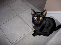 Black cat Black cat big eyes