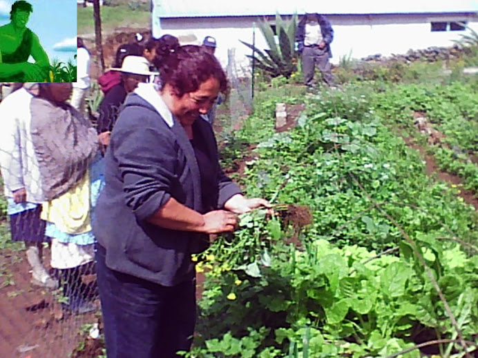 COSECHANDO EN EL HUERTO BIOINTENSIVO