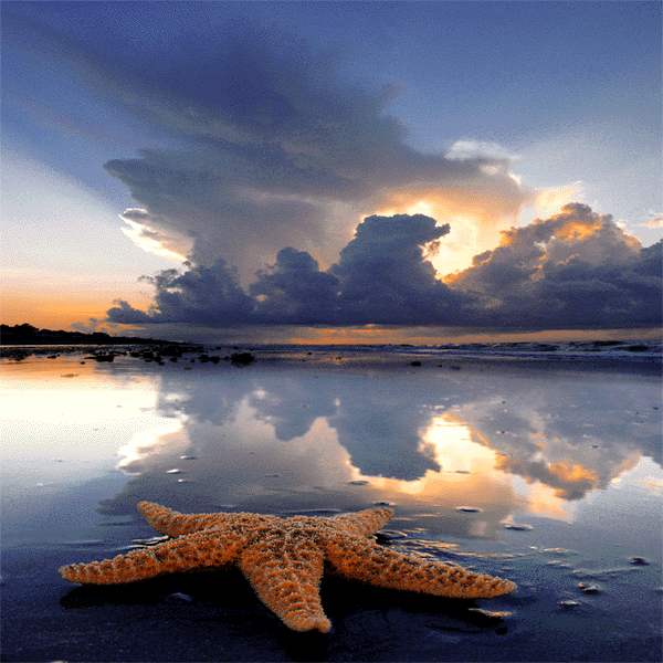 [starfish.gif]