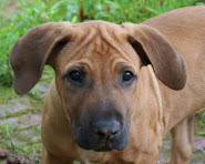 Harold, Malawi's naughtiest puppy