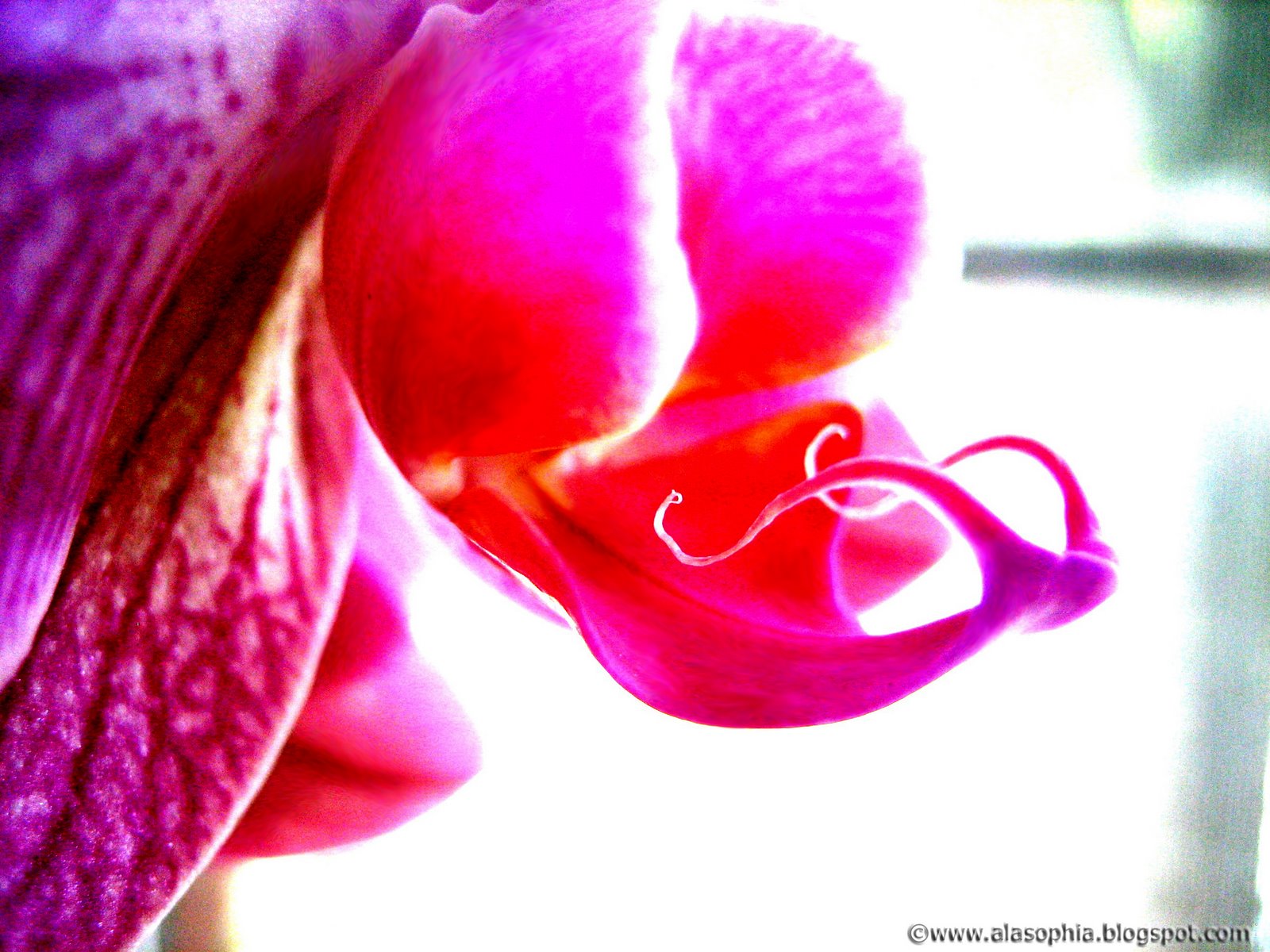 [Orchids+4+copy.jpg]