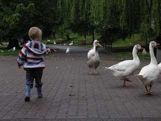 Ducks fleeing before me