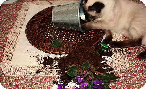 [mischevious+alice.jpg]