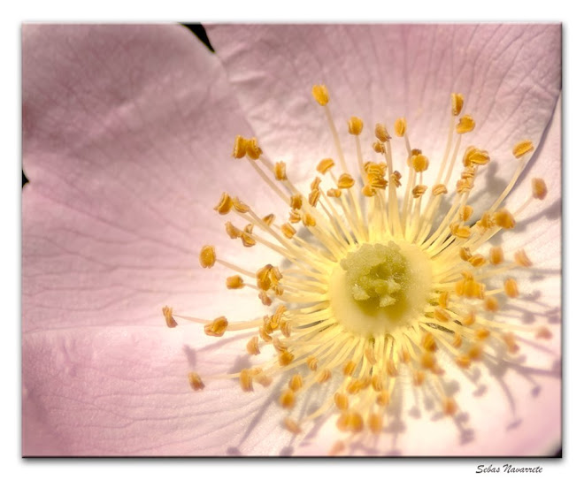 Flores del parque