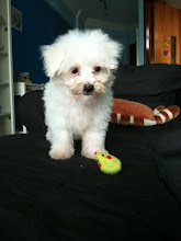 Kobi and the mouse