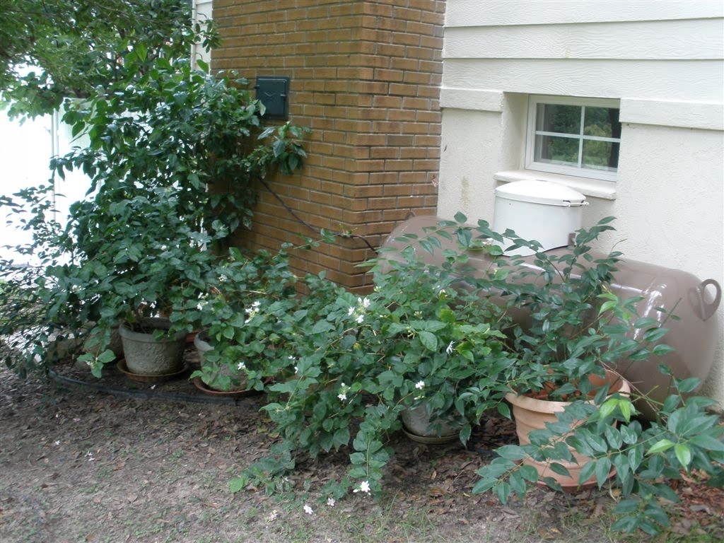 Mariette S Back To Basics White Indian Jasmine The Queen Of Flowers