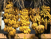banana campeã de morretes