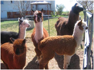[alpaca2.jpg]