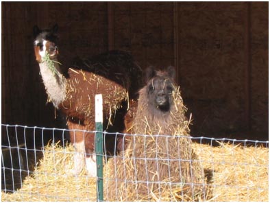 [alpaca4.jpg]