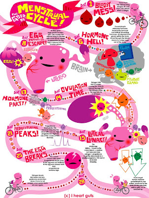 menstural cycle
