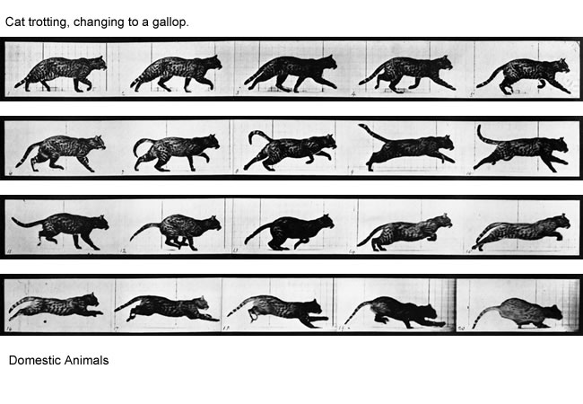 [MuybridgeCattrotting.jpg]