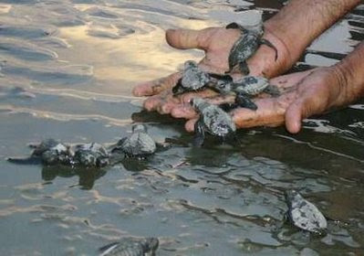 Bangladesh Village Scenery