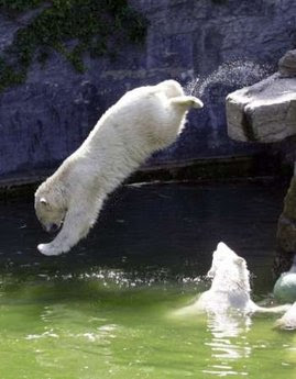 Bear Jump