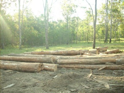 [logging+dump+2.jpg]