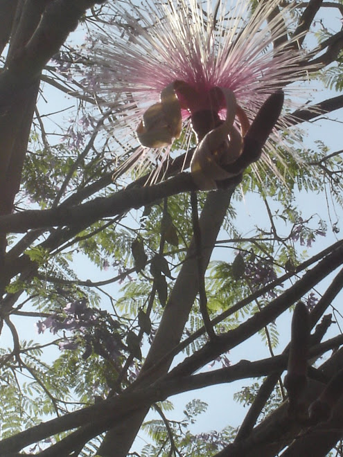 Flor y arbol