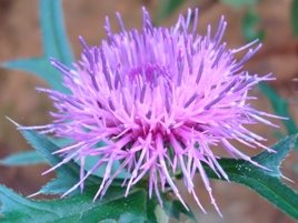 [20090601のあざみ+001.02.jpg]