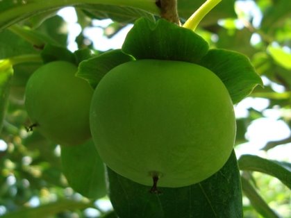 [200907仕上摘果+008.01.jpg]