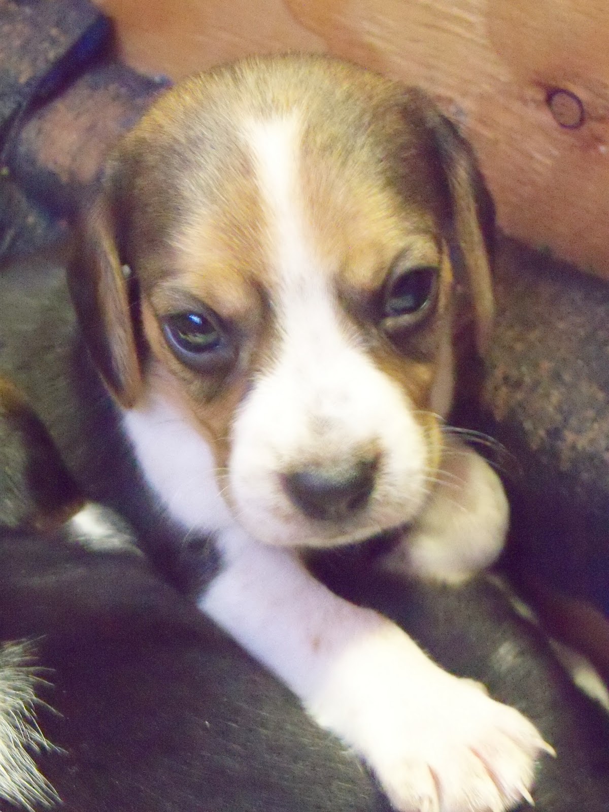 Puppy Beagles