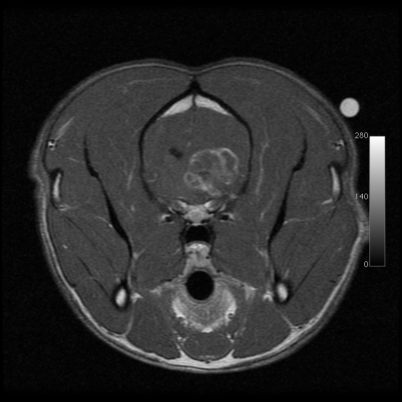 brain tumors in dogs brain tumors in dogs cancer treatment in maryland brain tumors in dogs brain tumors in dogs cancer treatment in maryland