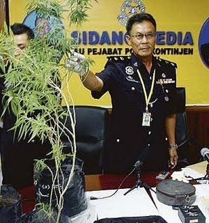 Pokok Ganja