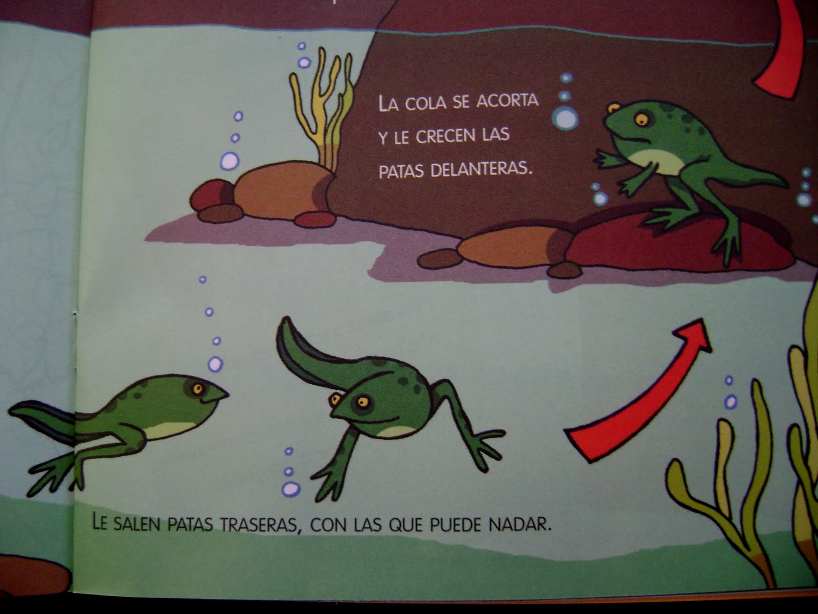 [sapo3.JPG]