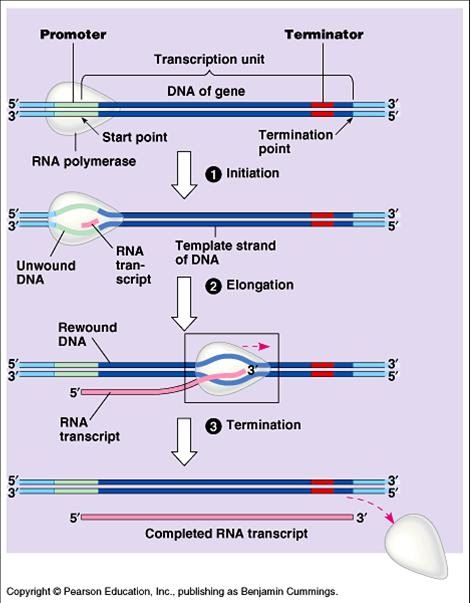 transcribe dna transcribe dna