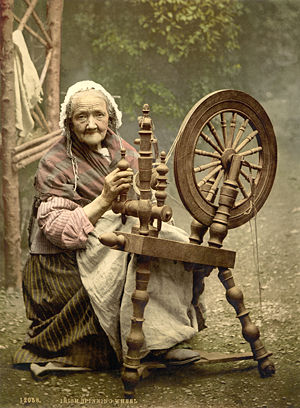 [300px-Elderlyspinnera.jpg]