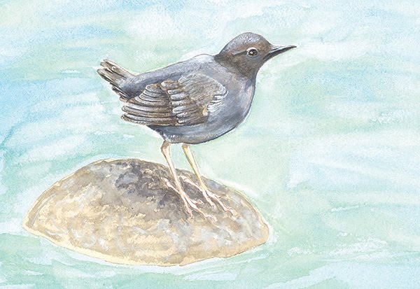 American Dipper