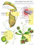 Insect-Eating Plants