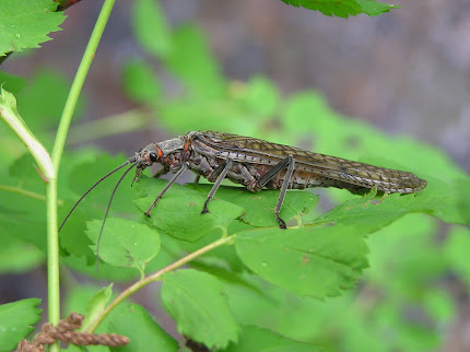 Adult Salmonfly