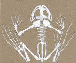 Frog Skeleton