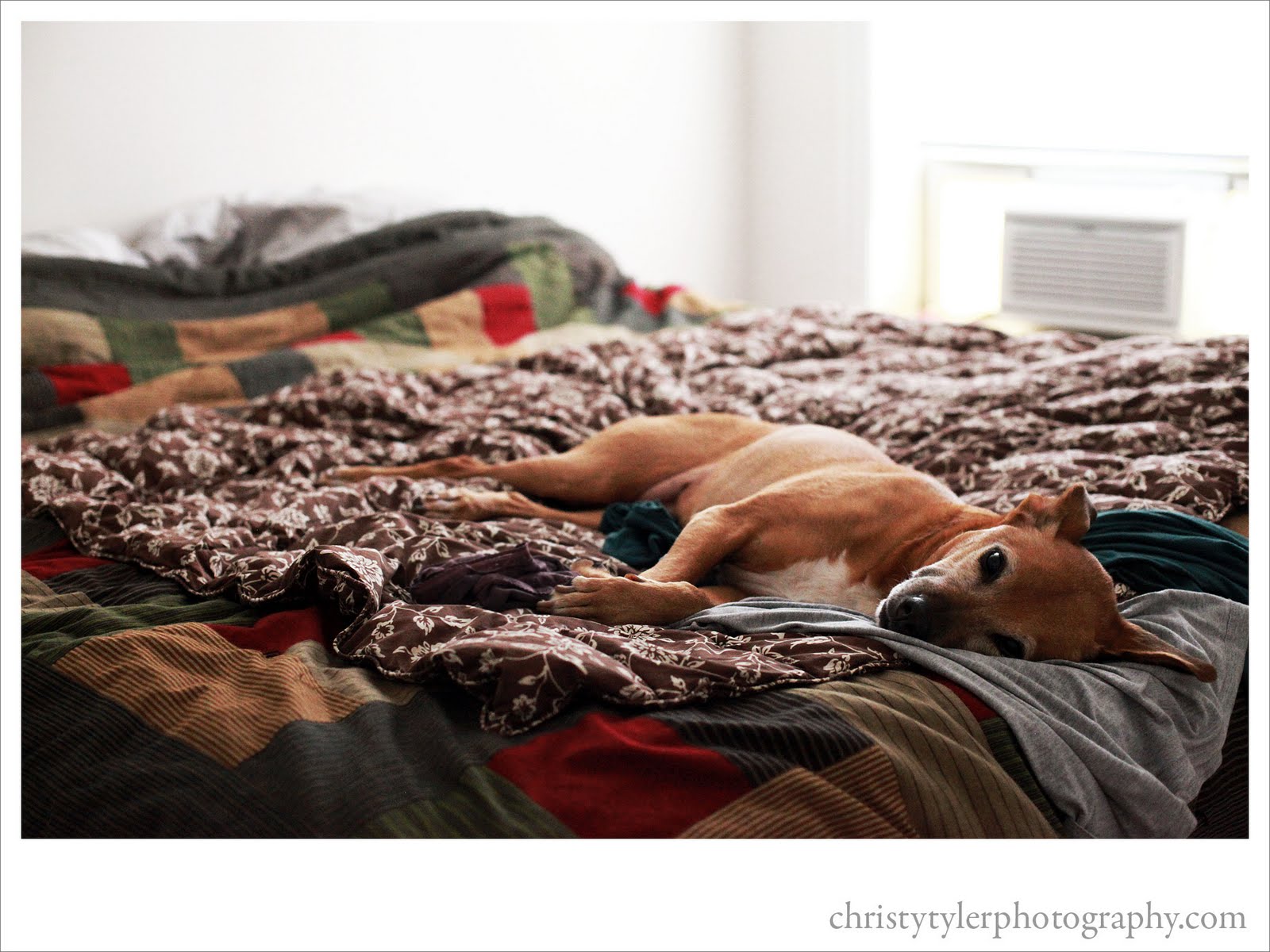 Bed Hog Christy Tyler Photography