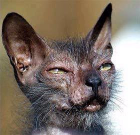 dogs that look like bats