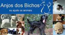 ADOTE UM ANIMAL... E NUNCA ABANDONE SEU BICHINHO!!!