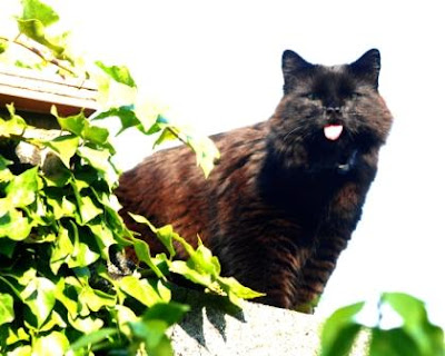 A local cat rudley indicates