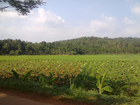 banana field