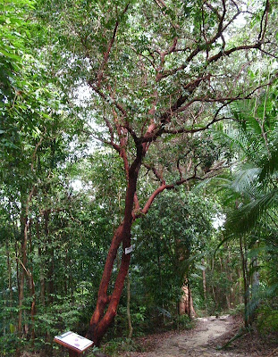 Gelam Tree